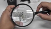 Des morceaux de plastique retrouvés dans les estomacs de différentes espèces sous-marines des côtes grecques Des morceaux de plastique retrouvés dans les estomacs de différentes espèces sous-marines des côtes grecques
