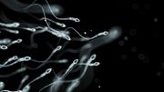 Le Covid-19 pourrait altérer la qualité du sperme, selon une étude