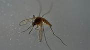 Une combinaison gagnante pour venir à bout du moustique-tigre? Une combinaison gagnante pour venir à bout du moustique-tigre?