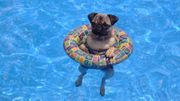 Tous les chiens ne sont pas égaux devant la chaleur Tous les chiens ne sont pas égaux devant la chaleur