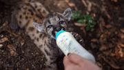 Pumas mexicains : deux naissances au zoo, espoirs pour la sauvegarde de l'espèce Pumas mexicains : deux naissances au zoo, espoirs pour la sauvegarde de l'espèce