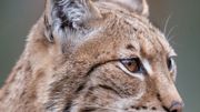 Le lynx a été observé pour la première fois depuis très longtemps en Belgique
AFP / Sébastien Bozon Le lynx a été observé pour la première fois depuis très longtemps en Belgique
AFP / Sébastien Bozon