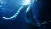 Deux bélugas de Chine arrivent dans leur sanctuaire marin en Islande Deux bélugas de Chine arrivent dans leur sanctuaire marin en Islande