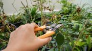 Que faire au jardin durant l'été ? Que faire au jardin durant l'été ?