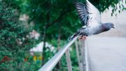 Comment éloigner les pigeons ? Comment éloigner les pigeons ?