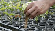 Des chercheurs créent une plante génétiquement modifiée afin de capter davantage le CO2 Des chercheurs créent une plante génétiquement modifiée afin de capter davantage le CO2