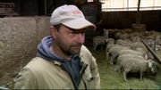 Xavier est fatigué de la tension permanente générée par les risques d'attaques. Il a opté pour les patous et les clôtures électriques. Si elles diminuent en nombre, les attaques continuent. Xavier est fatigué de la tension permanente générée par les risques d'attaques. Il a opté pour les patous et les clôtures électriques. Si elles diminuent en nombre, les attaques continuent.