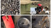 Les eaux plus claires de la Meuse sont le résultats de la filtration intense de millions de mollusques invasifs qui se nourrissent de plancton. Les eaux plus claires de la Meuse sont le résultats de la filtration intense de millions de mollusques invasifs qui se nourrissent de plancton.