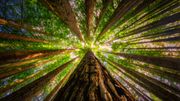 Les bains de forêt pour se reconnecter à SOI Les bains de forêt pour se reconnecter à SOI