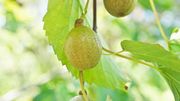 Les fruits du Davidia involucrata pointent le bout de leur nez en automne et restent sur l'arbre tout l'hiver Les fruits du Davidia involucrata pointent le bout de leur nez en automne et restent sur l'arbre tout l'hiver