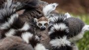 Pairi Daiza vous accueille en douceur... et avec bonheur ! Pairi Daiza vous accueille en douceur... et avec bonheur !