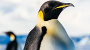 Le manchot empereur, c’est l’animal emblématique de l’Antarctique, le plus grand de tous les manchots, sa résistance est exceptionnelle, mais il est pourtant menacé. Le manchot empereur, c’est l’animal emblématique de l’Antarctique, le plus grand de tous les manchots, sa résistance est exceptionnelle, mais il est pourtant menacé.