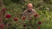 LA rose parfaite : 'Munstead Wood' LA rose parfaite : 'Munstead Wood'