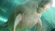 Nouvelle-Calédonie: les dugongs, "vaches marines", menacés de disparition Nouvelle-Calédonie: les dugongs, "vaches marines", menacés de disparition