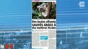 Des Koalas affamés sauvés grâce à des matières fécales Des Koalas affamés sauvés grâce à des matières fécales