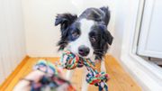 Les chiens vivraient des difficultés émotionnelles à la puberté comme les humains Les chiens vivraient des difficultés émotionnelles à la puberté comme les humains