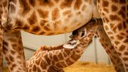 Naissance du petit girafon Valeye au ZOO Planckendael Naissance du petit girafon Valeye au ZOO Planckendael