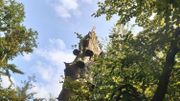 On distingue clairement les champignons, en forme de plateaux, incrustés dans le tronc de l'arbre mort. On distingue clairement les champignons, en forme de plateaux, incrustés dans le tronc de l'arbre mort.