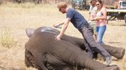 La Prince Harry s'investi beaucoup pour les animaux, ici avec un éléphant dans une réserve du Malawi La Prince Harry s'investi beaucoup pour les animaux, ici avec un éléphant dans une réserve du Malawi