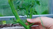 Pinching, side-shoot removal or topping of tomato spring in greenhouse Pinching, side-shoot removal or topping of tomato spring in greenhouse
