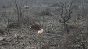 Incendies au Brésil : Bolsonaro insinue que des ONG sont responsables Incendies au Brésil : Bolsonaro insinue que des ONG sont responsables