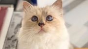 Découvrez le top 3 des chats les plus riches du monde Découvrez le top 3 des chats les plus riches du monde