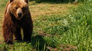 De 10000 à 15000 ours bruns peuplent les vallées du Kamchatka, une des plus grandes concentrations mondiales. De 10000 à 15000 ours bruns peuplent les vallées du Kamchatka, une des plus grandes concentrations mondiales.