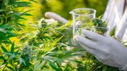 Les cosmétiques au cannabis fleurissent, malgré un flou juridique persistant Les cosmétiques au cannabis fleurissent, malgré un flou juridique persistant
