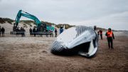 Le rorqual échoué sur la plage du Coq est mort de causes naturelles Le rorqual échoué sur la plage du Coq est mort de causes naturelles