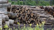 Du bois wallon acheté par la Chine et revendu en Belgique : la filière bois s’inquiète pour ses emplois Du bois wallon acheté par la Chine et revendu en Belgique : la filière bois s’inquiète pour ses emplois