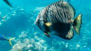 Plus de deux millions de touristes se pressent chaque année pour admirer les «habitants» de la barrière de corail. L'industrie touristique est florissante. Plus de deux millions de touristes se pressent chaque année pour admirer les «habitants» de la barrière de corail. L'industrie touristique est florissante.