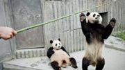 Les pandas raffolent du bambou Les pandas raffolent du bambou