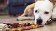 Jouets, friandises, vêtements... Le joyeux Noël des animaux. Jouets, friandises, vêtements... Le joyeux Noël des animaux.