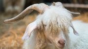 Bien-être animal: une nouvelle grande enseigne renonce au mohair Bien-être animal: une nouvelle grande enseigne renonce au mohair