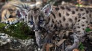 Pumas mexicains : deux naissances au zoo, espoirs pour la sauvegarde de l'espèce Pumas mexicains : deux naissances au zoo, espoirs pour la sauvegarde de l'espèce