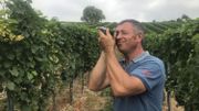 2018, une année exceptionnelle pour le vin belge? 2018, une année exceptionnelle pour le vin belge?