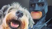 Un sympathique Batman sillonne les Etats-Unis pour sauver les animaux abandonnés Un sympathique Batman sillonne les Etats-Unis pour sauver les animaux abandonnés