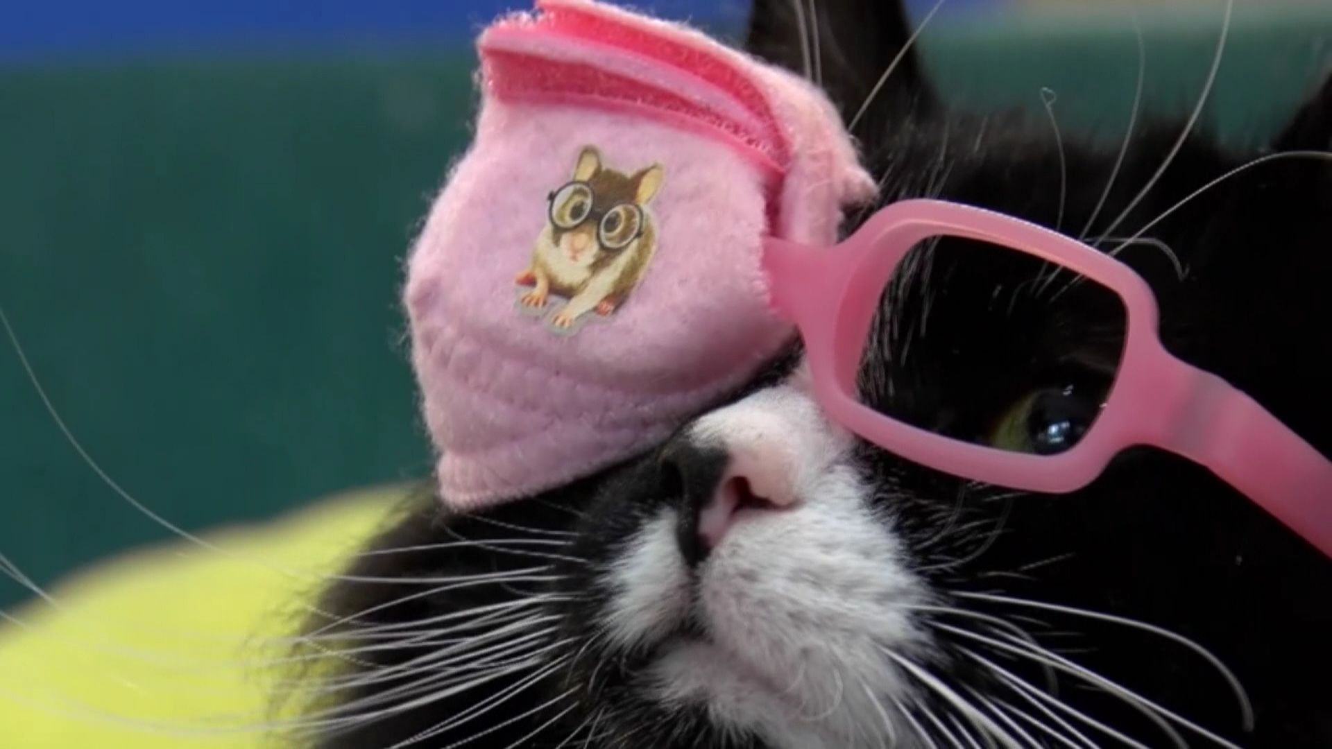 Pour Se Sentir A L Aise Avec Des Lunettes Optez Pour Un Ophtalmo Chat