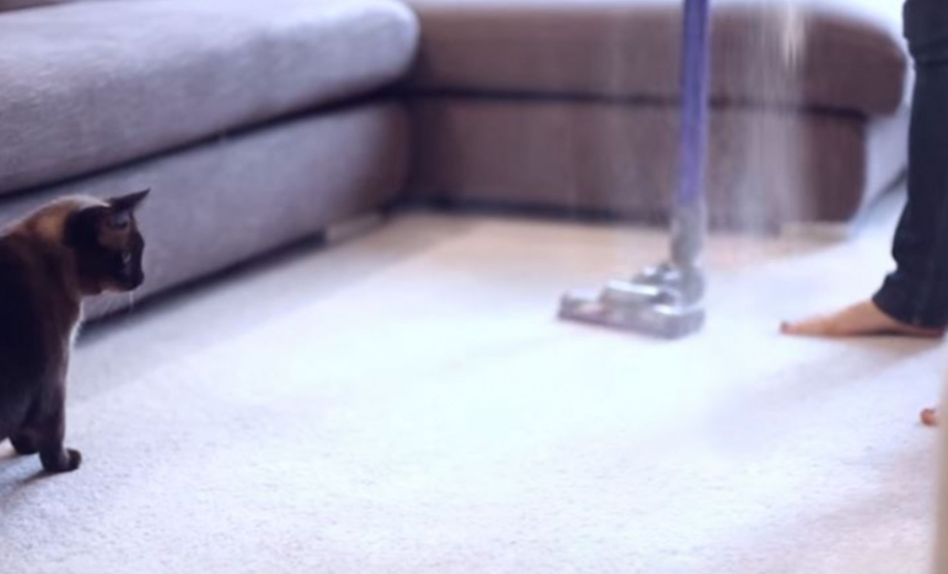 Le Bicarbonate De Soude Est Le Meilleur Allie Soin Sante Pour Vos Animaux De Compagnie