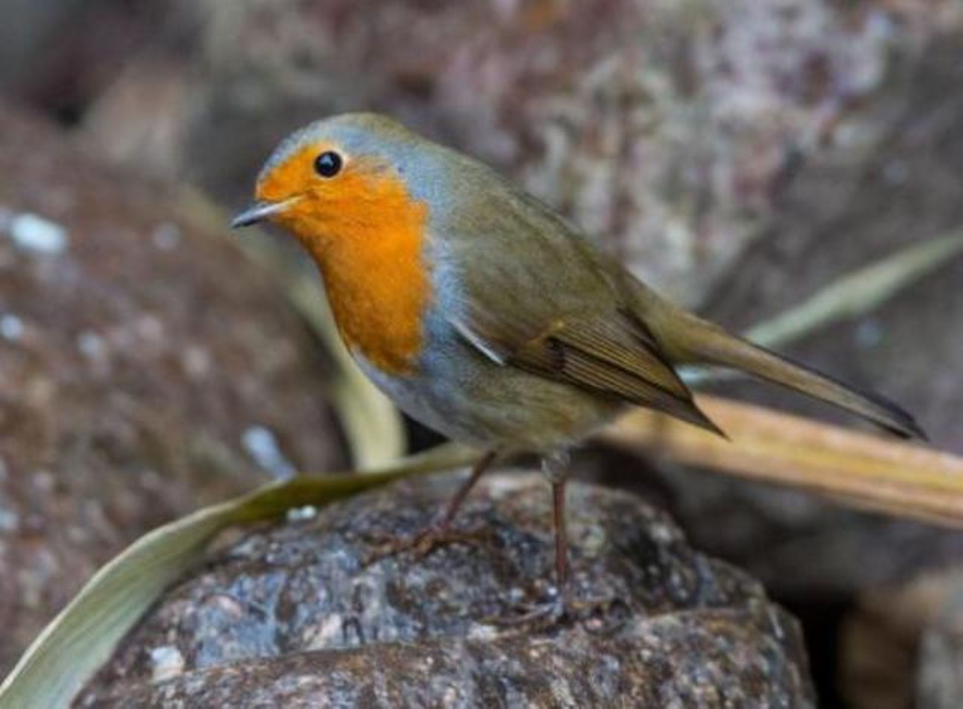Oiseaux De Nos Jardins Les Granivores Sont En Danger Selon Natagora Oiseaux De Nos Jardins Les Granivores Sont En Danger Selon Natagora