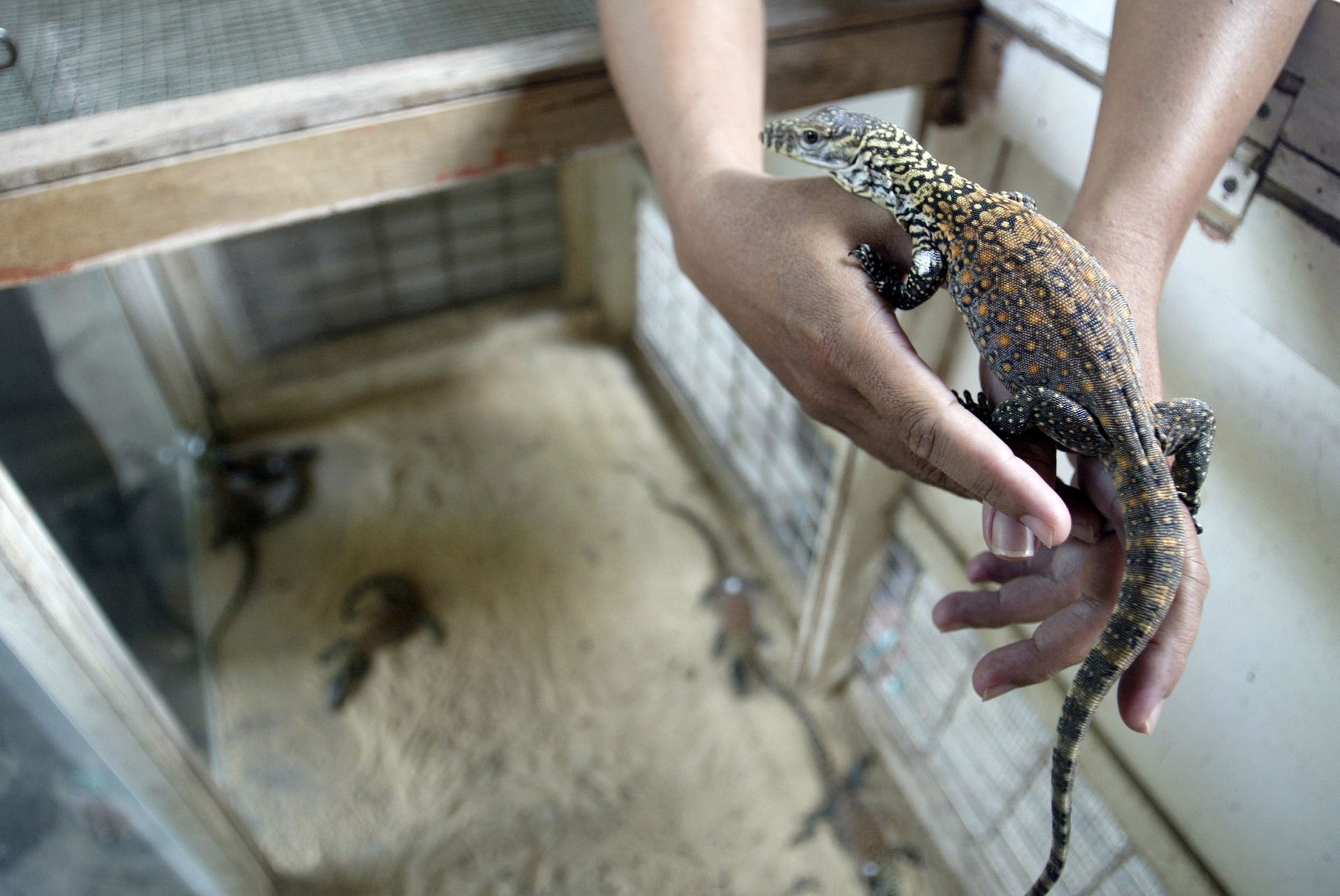 Indonesie Rares Naissances De Dragons De Komodo En Captivite