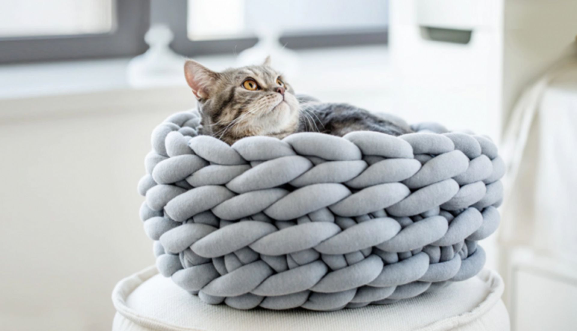 Le Bicarbonate De Soude Est Le Meilleur Allie Soin Sante Pour Vos Animaux De Compagnie