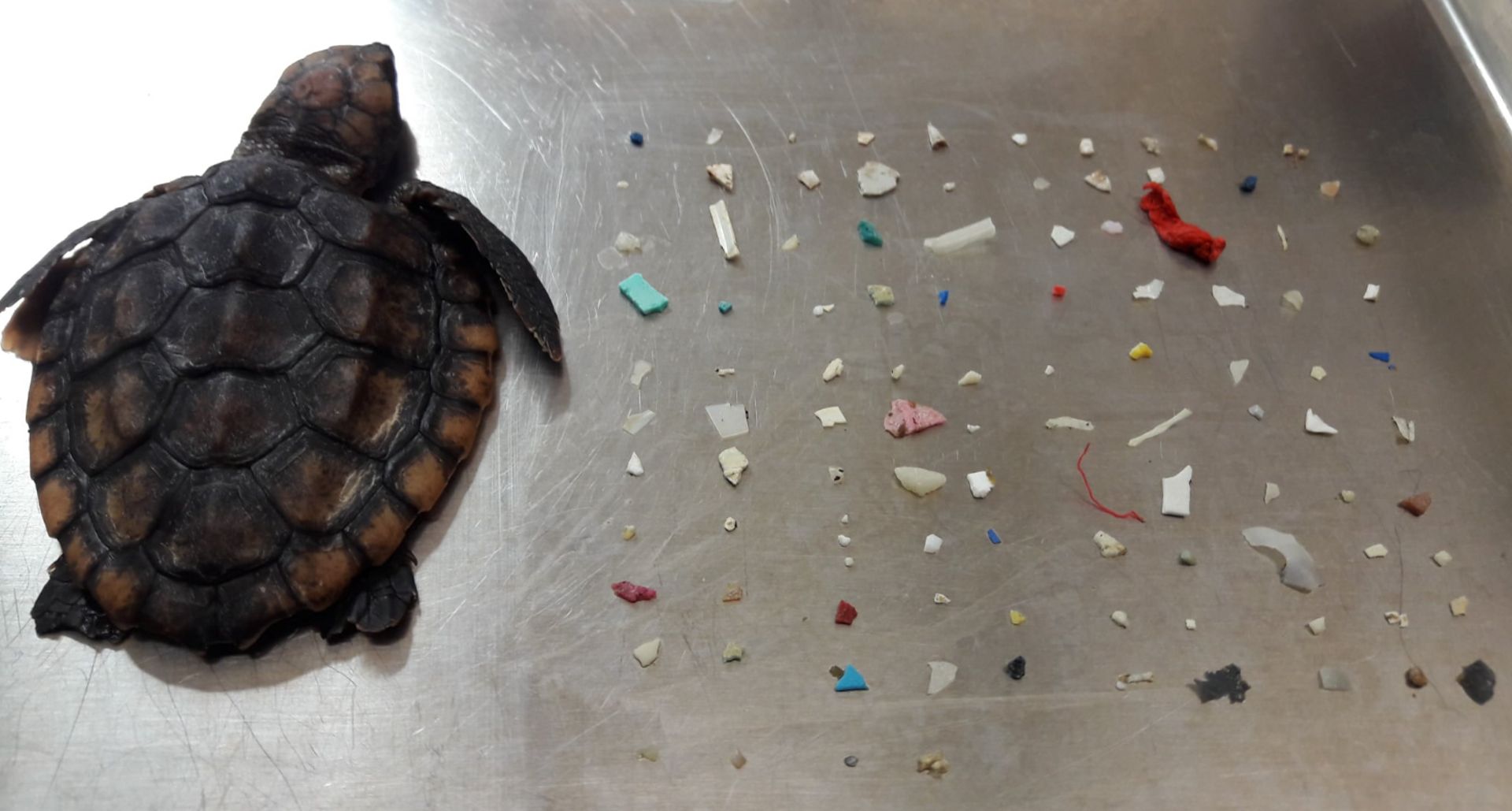 Pas Moins De 104 Morceaux De Plastique Ont Ete Decouverts Dans L Estomac De Ce Bebe Tortue