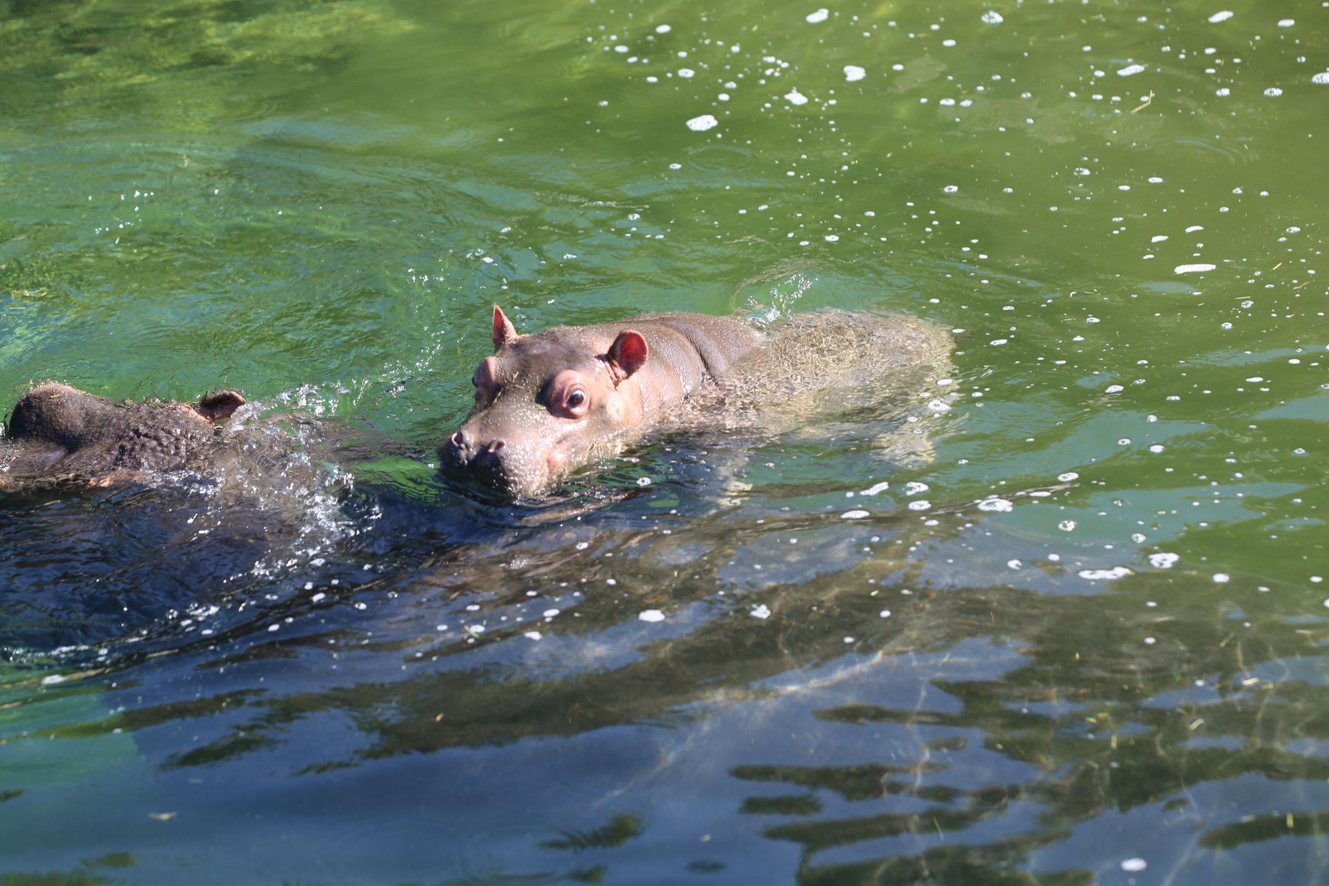 Naissance D Un Bebe Hippopotame A Pairi Daiza Une Douce Nouvelle