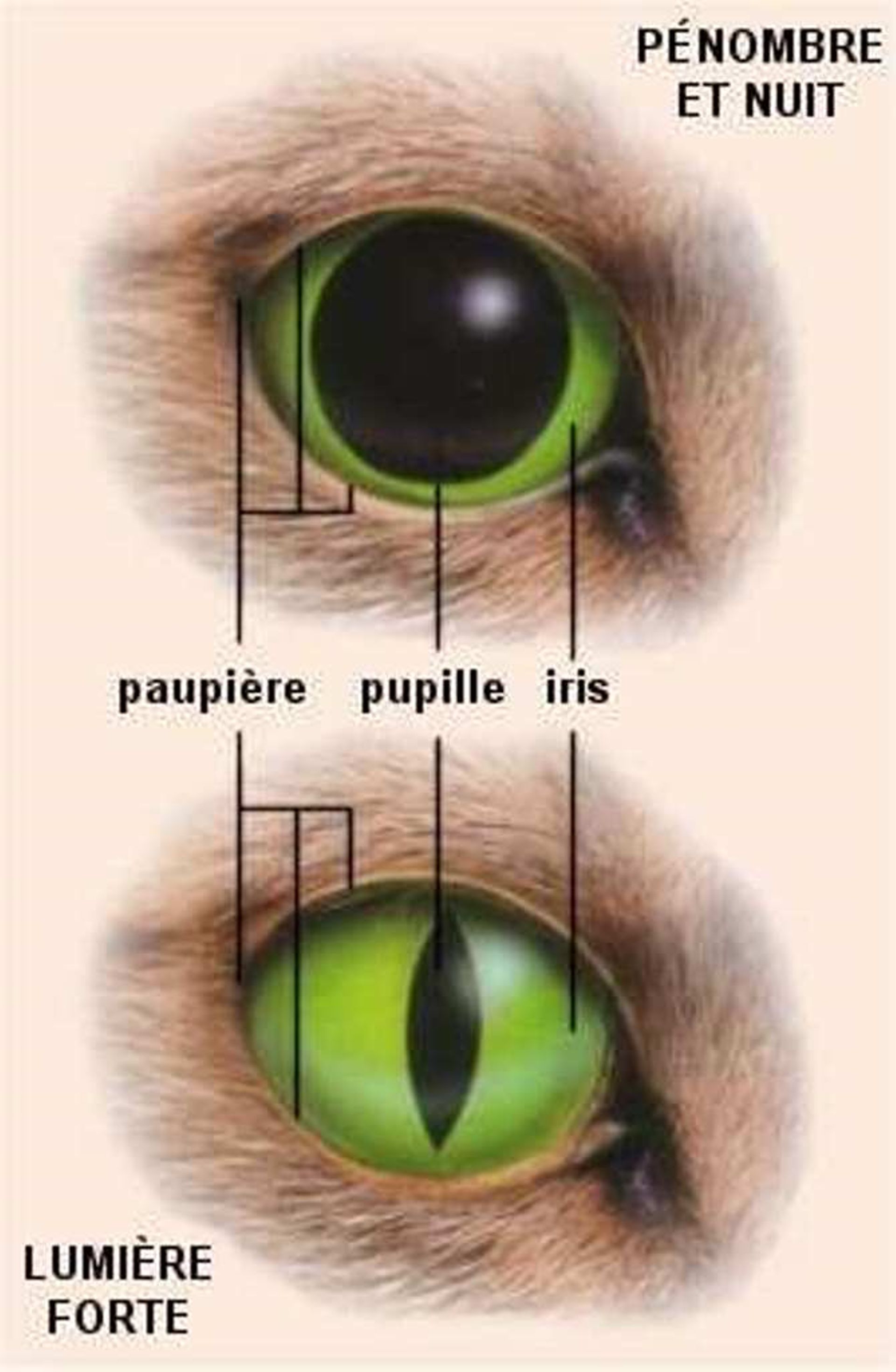 Des Chats Des Yeux Et Des Couleurs