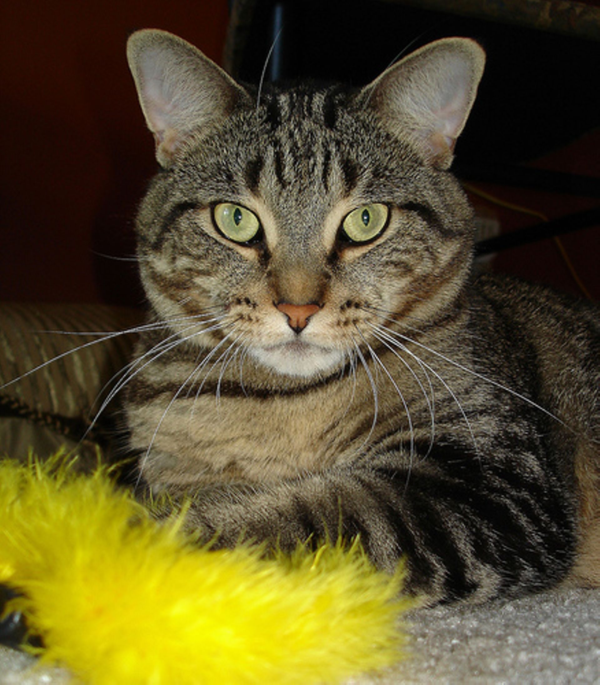 Une Amende Pour Le Veterinaire Qui Avait Euthanasie Un Chat