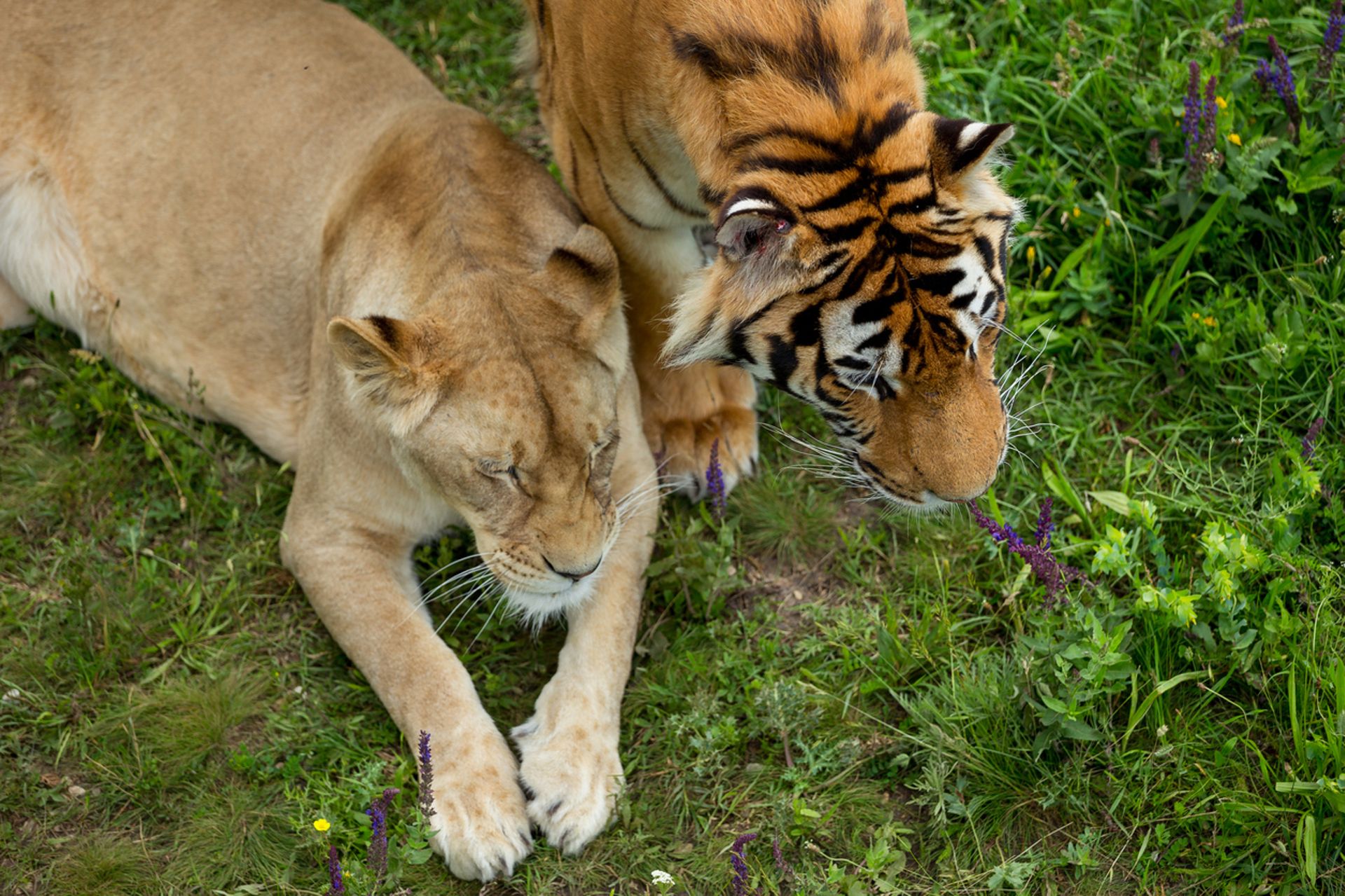 rencontre avec les tigres femme qui aime le sexe à saint-jean-sur-richelieu