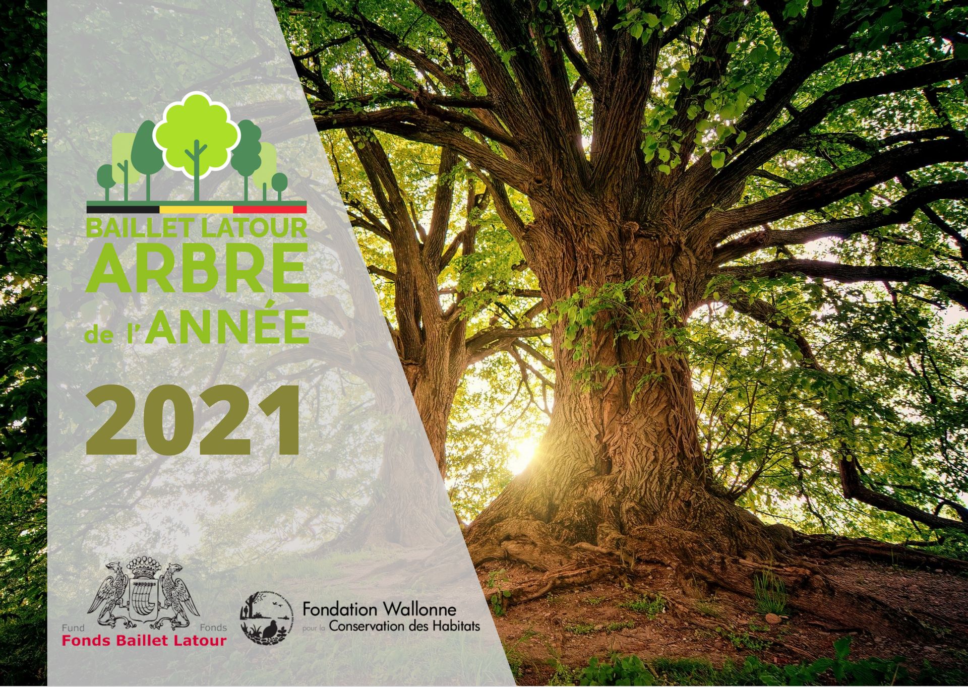 Votez pour l arbre  de  l ann e 2022