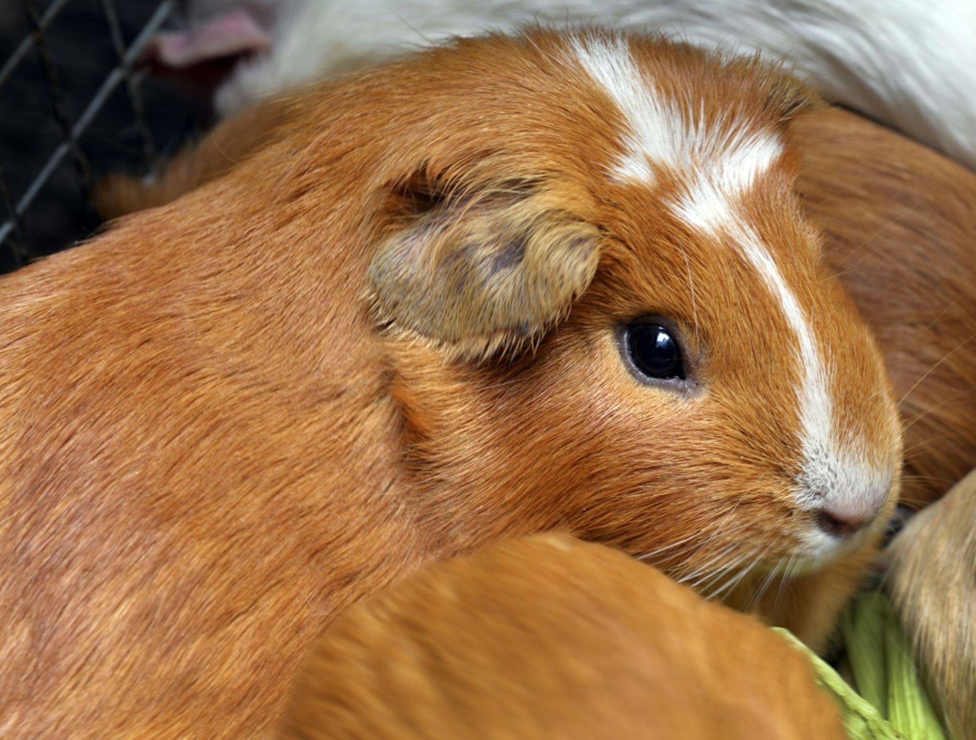 Coronavirus : des tests sur les hamsters à Hong Kong prouvent l 