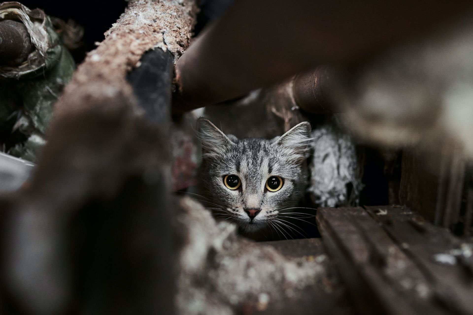 Sterilisation Des Chats Errants Un Seul Couple Peut Engendrer 000 Chats En 4 Ans Sterilisation Des Chats Errants Un Seul Couple Peut Engendrer 000 Chats En 4 Ans